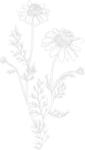 decorative image chamomille